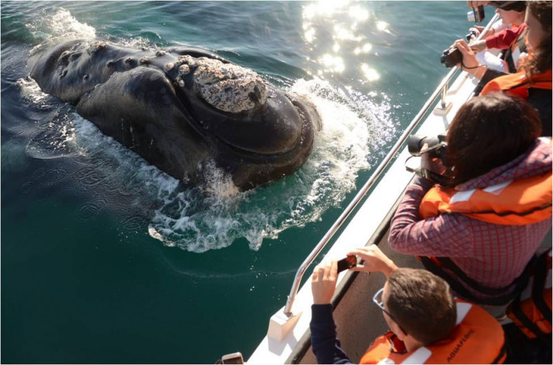 Dichiarata Patrimonio dell'Umanità dall'UNESCO, questa Riserva Naturale attende i viaggiatori con la magia delle coste patagoniche e dei suoi giganti marini, secondo INPROTUR, l'organizzazione responsabile della promozione internazionale del turismo in Argentina. 4.000 chilometri quadrati di paesaggi unici che ospitano una delle principali riserve di fauna marina del mondo
