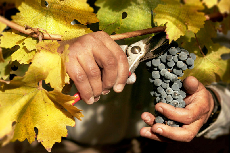 Con oltre 190.000 ettari di vigneti, Cuyo è una delle regioni vinicole più importanti del mondo. Ogni anno, migliaia di viaggiatori arrivano per percorrere la famosa Strada del Vino e celebrare il Festival nazionale della vendemmia. Visit Argentina ci invita a scoprire un'esperienza unica tra vigneti e cantine in un ambiente naturale unico