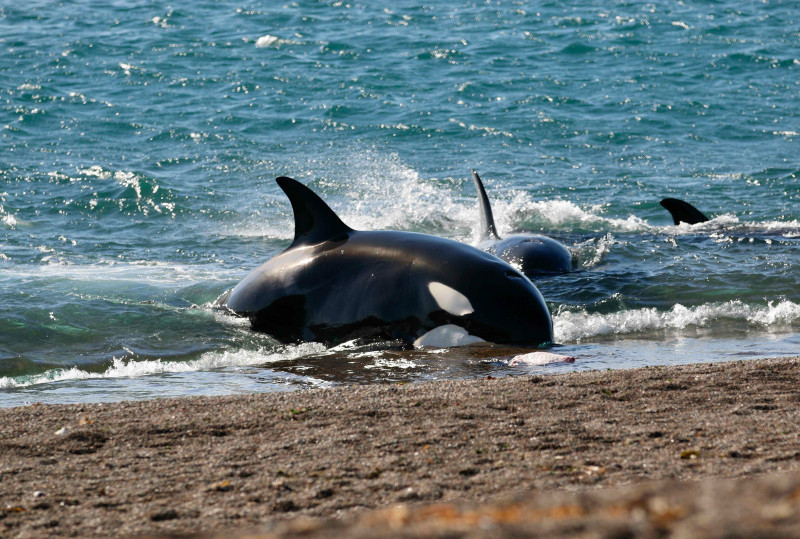 Davanti a Punta Norte, è possibile ammirarle mentre praticano una tattica predatoria che si verifica solo in quella parte del mondo. Le orche spingono i loro corpi all’esterno per cacciare i cuccioli di leone marino e di elefante marino e attirano l'attenzione della stampa internazionale.