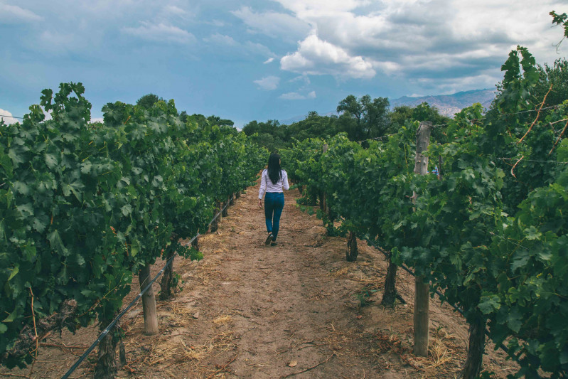 La diversità dell'Argentina in termini di vino invita sempre a un nuovo viaggio gastronomico. Visit Argentina ci invita a una passeggiata tra i vigneti delle province settentrionali dell'Argentina, che sono un punto di forza imperdibile delle strade del vino. I cosiddetti 