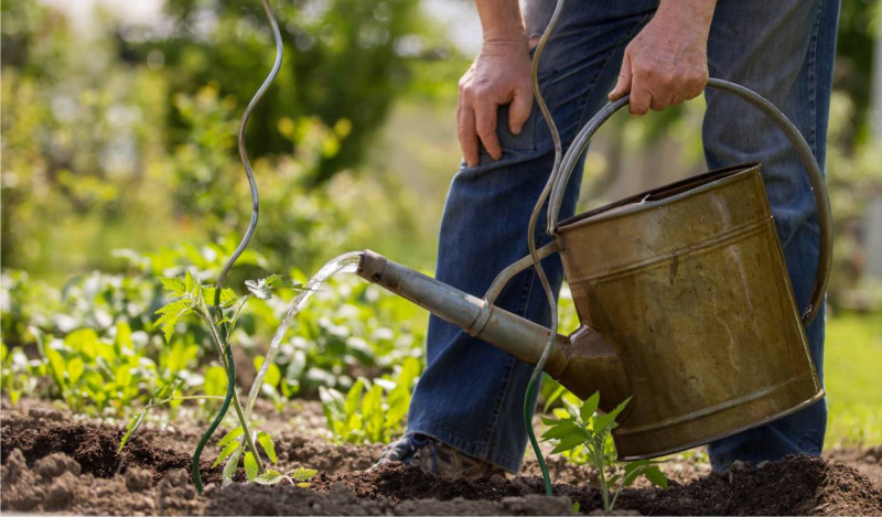 Il problema della siccità quest'anno è drammatico, molti comuni stanno emettendo ordinanze per vietare l'irrigazione di orto e giardino. Matteo Cereda, autore di Orto Da Coltivare (la maggior community italiana sulla coltivazione) ha scritto 5 consigli per salvare l'orto dalla mancanza d'acqua.
