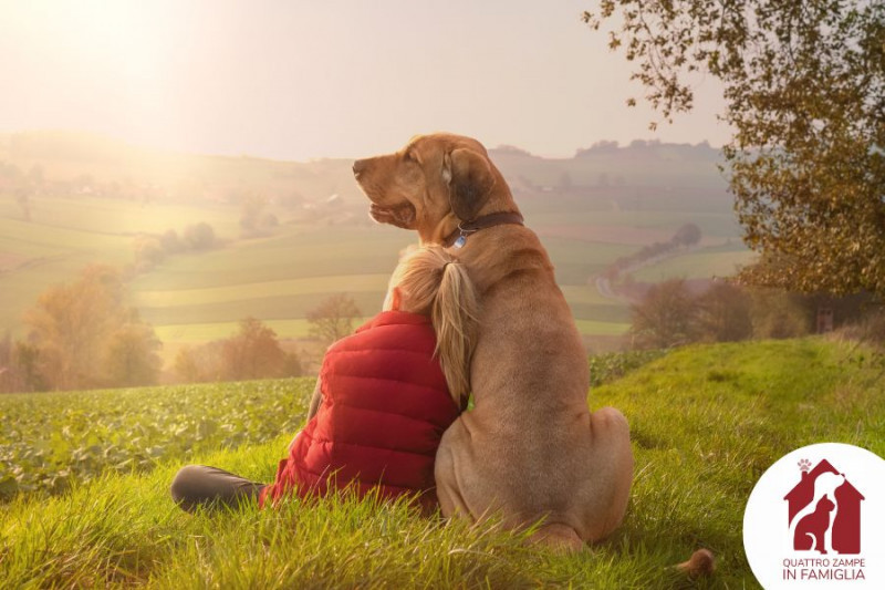 Da oggi l’adozione consapevole di cani e gatti è più semplice e veloce grazie al nuovo motore di ricerca Quattro Zampe in Famiglia. Dedicato esclusivamente agli ospiti di canili, gattili ed associazioni di tutta Italia che possono dare visibilità gratuita ai propri ospiti in cerca del calore di una casa. Chi vuole adottare trova in un unico sito tanti cani e gatti per individuare, in modo consapevole ed efficace, l’amico a quattro zampe giusto per le sue esigenze e stile di vita. Dal box al salotto! per tanti cani e gatti in cerca dell’affetto di una famiglia alla quale donare gioia ed amore incondizionato.