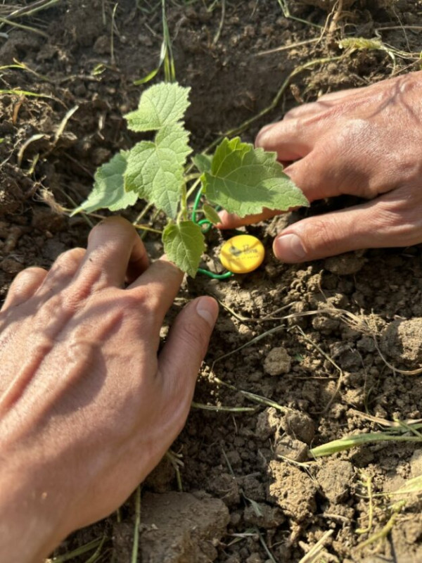 Attraverso le nuove “ecofferte”, Enjoy Energy si impegna a creare un vero bosco in Italia, dando vita a un progetto all'avanguardia che combina sostenibilità, tecnologia all’avanguardia e coinvolgimento diretto dei clienti.